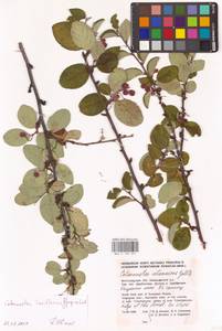 Кизильник рыхлоцветковый (J.Jacq.) Lindl., Восточная Европа, Нижневолжский район (E9) (Россия)