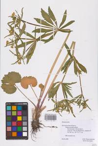 Лютик, Восточная Европа, Центральный лесостепной район (E6) (Россия)