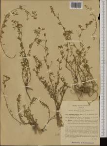 Medicago prostrata Jacq., Западная Европа (EUR) (Италия)