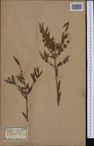 Phillyrea angustifolia L., Западная Европа (EUR) (Испания)