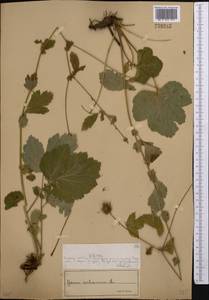 Гравилат городской L., Средняя Азия и Казахстан, Муюнкумы, Прибалхашье и Бетпак-Дала (M9) (Казахстан)