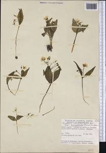 Claytonia lanceolata Pursh, Америка (AMER) (Канада)
