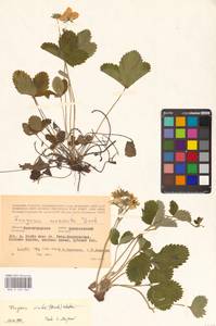 Земляника зеленая, Полуница Duchesne, Восточная Европа, Нижневолжский район (E9) (Россия)