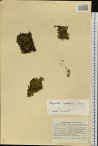 Плаунок наскальный (L.) Spring, Сибирь, Чукотка и Камчатка (S7) (Россия)