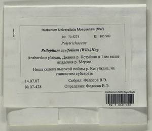 Psilopilum cavifolium (Wilson) I. Hagen, Гербарий мохообразных, Мхи - Красноярский край, Тыва и Хакасия (B17) (Россия)