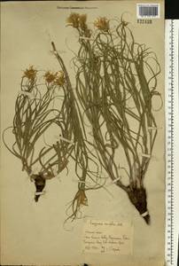 Gelasia ensifolia (M. Bieb.) Zaika, Sukhor. & N. Kilian, Восточная Европа, Ростовская область (E12a) (Россия)