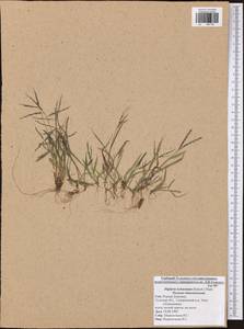 Росичка обыкновенная (Schreb.) Muhl., Восточная Европа, Центральный район (E4) (Россия)