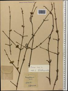 Кизил мужской, Кизил обыкновенный L., Кавказ, Абхазия (K4a) (Абхазия)