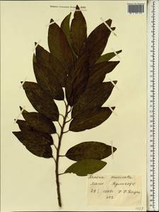 Annona muricata L., Африка (AFR) (Мали)