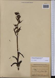 Serapias orientalis subsp. orientalis, Кавказ, Абхазия (K4a) (Абхазия)