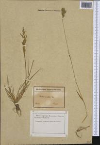 Poaceae, Западная Европа (EUR) (Франция)