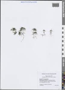 Наяда малая All., Восточная Европа, Московская область и Москва (E4a) (Россия)