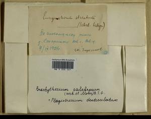 Plagiothecium denticulatum (Hedw.) Schimp., Гербарий мохообразных, Мхи - Центральное Нечерноземье (B6) (Россия)