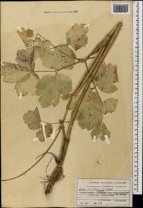 Лазурник трехлопастный (L.) Borkh., Кавказ, Азербайджан (K6) (Азербайджан)