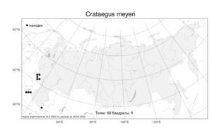 Crataegus meyeri, Боярышник Мейера Pojark., Атлас флоры России (FLORUS) (Россия)
