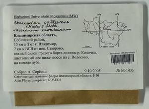 Orthodicranum montanum (Hedw.) Loeske, Гербарий мохообразных, Мхи - Центральное Нечерноземье (B6) (Россия)