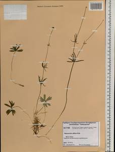 Ranunculus arcticus Richardson, Сибирь, Центральная Сибирь (S3) (Россия)