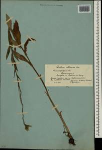 Lactuca quercina subsp. quercina, Восточная Европа, Нижневолжский район (E9) (Россия)