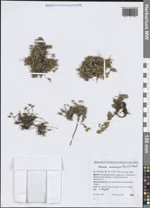 Псевдошерлерия крупноплодная (Pursh) Dillenb. & Kadereit, Сибирь, Западная Сибирь (S1) (Россия)