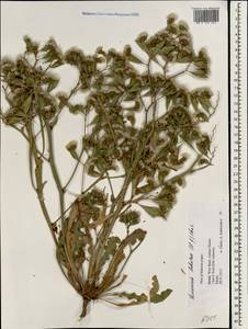 Limonium thouinii (Viv.) Kuntze, Зарубежная Азия (ASIA) (Израиль)