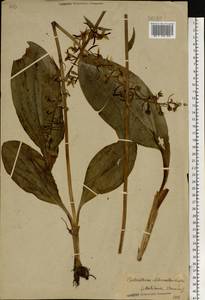 Любка зеленоцветковая (Custer) Rchb., Восточная Европа, Белоруссия (E3a) (Белоруссия)