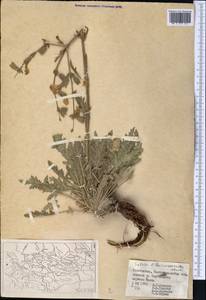 Salvia lilacinocoerulea Nevski, Средняя Азия и Казахстан, Памир и Памиро-Алай (M2) (Узбекистан)