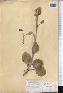 Vickifunkia narynensis (C. Winkl.) C. Ren, L. Wang, I. D. Illar. & Q. E. Yang, Средняя Азия и Казахстан, Северный и Центральный Тянь-Шань (M4) (Киргизия)