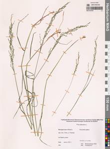 Мятлик болотный L., Сибирь, Чукотка и Камчатка (S7) (Россия)