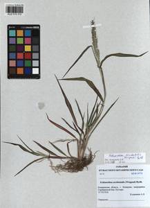 Echinochloa crus-galli subsp. crus-galli, Сибирь, Алтай и Саяны (S2) (Россия)
