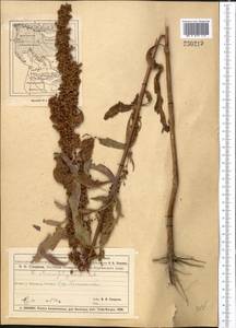 Щавель узколистный Ledeb., Средняя Азия и Казахстан, Муюнкумы, Прибалхашье и Бетпак-Дала (M9) (Казахстан)