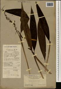 Alpinia chinensis (Retz.) Roscoe, Зарубежная Азия (ASIA) (КНР)