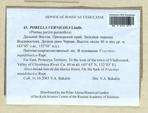 Porella vernicosa Lindb., Гербарий мохообразных, Мхи - Дальний Восток (без Чукотки и Камчатки) (B20) (Россия)