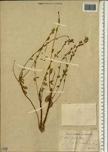 Diarthron lessertii (Wikstr.) Kit Tan, Зарубежная Азия (ASIA) (Иран)