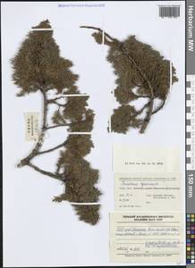 Juniperus squamata Buch.-Ham. ex D.Don, Зарубежная Азия (ASIA) (КНР)