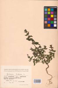 MHA 0 154 262, Пикульник ладанниковый L., Восточная Европа, Северо-Западный район (E2) (Россия)