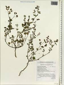 Euphorbia lasiocarpa Klotzsch, Зарубежная Азия (ASIA) (Израиль)