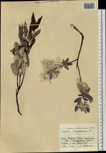 Ива лопарская L., Сибирь, Западная Сибирь (S1) (Россия)