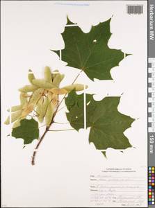 Клен платановидный, Клен остролистный L., Кавказ, Южная Осетия (K4b) (Южная Осетия)