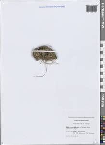 Крупка почти головчатая Simmons, Сибирь, Центральная Сибирь (S3) (Россия)