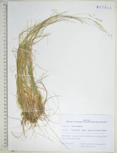 Овсовидка мозолистая, Схизахна мозолистая (Turcz. ex Griseb.) T.Koyama & Kawano, Сибирь, Дальний Восток (S6) (Россия)