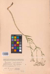 Качим метельчатый L., Восточная Европа, Нижневолжский район (E9) (Россия)