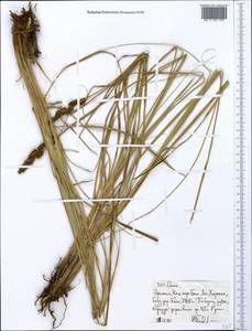 Осока, Африка (AFR) (Эфиопия)