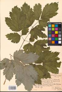 Воронец колосистый L., Восточная Европа, Московская область и Москва (E4a) (Россия)