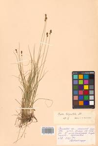 Осока Лашеналя, Сибирь, Дальний Восток (S6) (Россия)