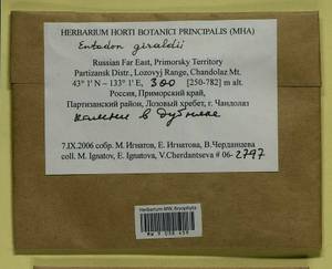 Entodon giraldii Müll. Hal., Гербарий мохообразных, Мхи - Дальний Восток (без Чукотки и Камчатки) (B20) (Россия)