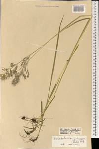 Avenula pubescens (Huds.) Dumort., Монголия (MONG) (Монголия)