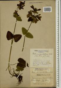 Betonica macrantha K.Koch, Кавказ, Азербайджан (K6) (Азербайджан)
