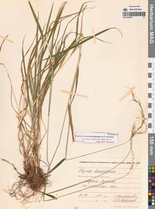 Пырейник смешиваемый (Roshev.) Tzvelev, Сибирь, Чукотка и Камчатка (S7) (Россия)