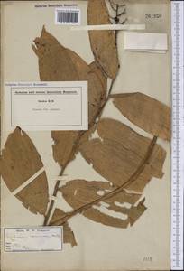 Maianthemum racemosum, Америка (AMER) (США)