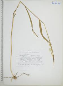 Серобородник сибирский Trin., Сибирь, Дальний Восток (S6) (Россия)